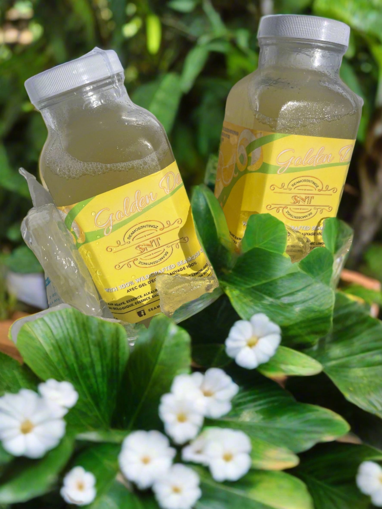 6 Pack of Golden Delight Sea Moss Lemonade